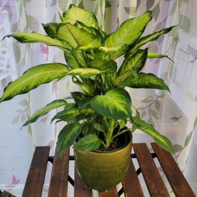 Dieffenbachia