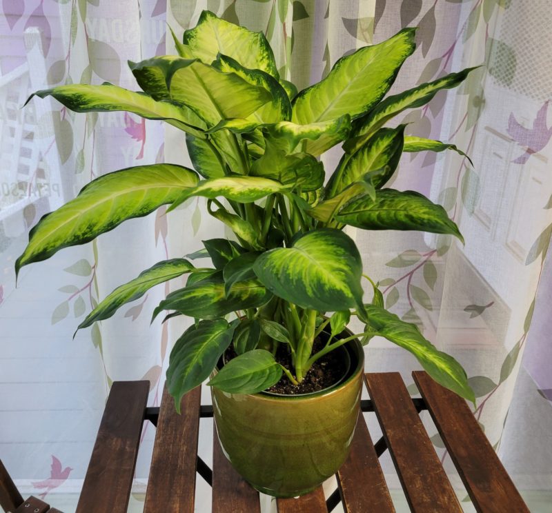 Dieffenbachia