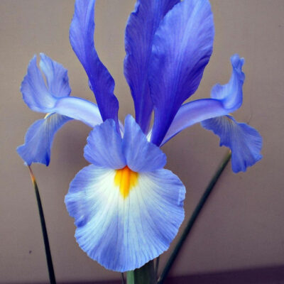 Kappa Kappa Gamma Iris Bouquet